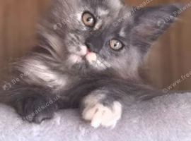 2 Beautiful Maine Coon Kittens