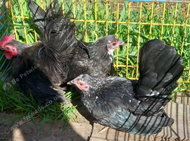 Trio of serama