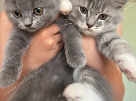 British Longhair Kitten