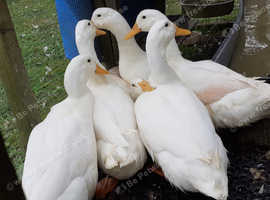 Aylesbury / White Campbell 'Puddle Duck ' hatching eggs - Extra Large Eggs (LAY ALL YEAR)