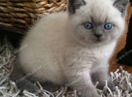 Poshcats British Blue and Bluepoint