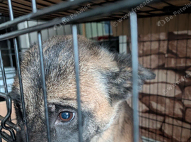 Akita X G shepherd