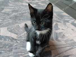2 cute girls kitten tuxedo born 3rd Aug 2026