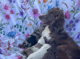 Cocker spaniel