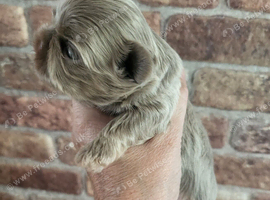 Special quality dobie Imperial shih tzu's
