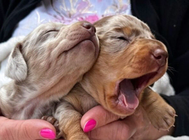 Kc registered daschund