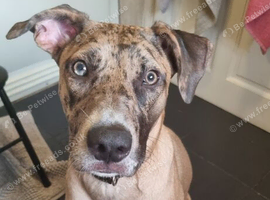 Catahoula leopard dog x Belgian malinois