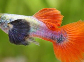 Dumbo ear guppies wanted