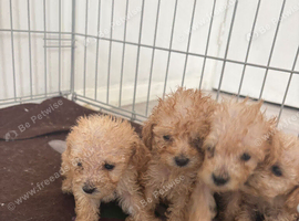 Tiny toy poodle puppies