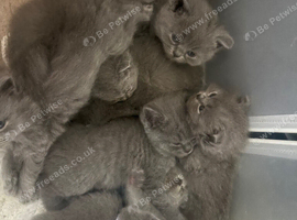 British blue short haired kittens ready 4/10/26