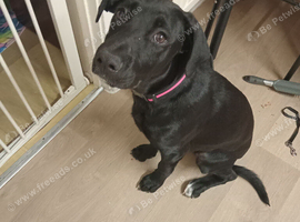 6 month old mixed breed