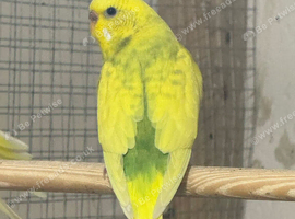Budgies