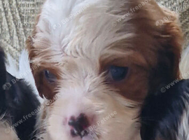 Cavalier puppies