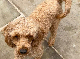 Toy Poodle Boy
