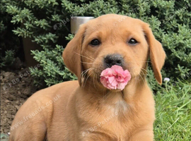 Red fox labrador puppy