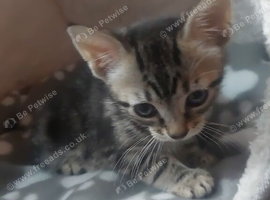 Tabby kitten for sale