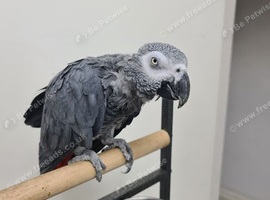 African Grey forsale