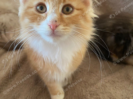 3 Norwegian Forrest Kittens