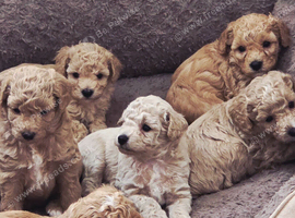 READY TO RESERVE - CAVAPOOCHON LITTER