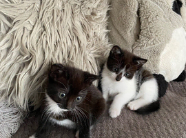 4 gorgeous kittens