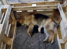 4 week old Germanshepherd pups  fw