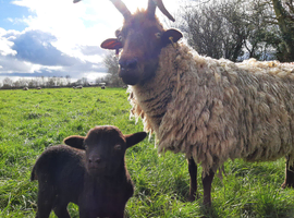 Manx Loughton flock ****sold****
