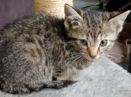 Bengal X kittens now ready?