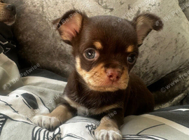 Choclate tan smoothcoat little boy