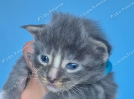 Absolutely stunning maine coons kittens