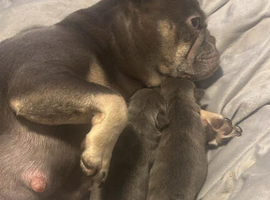2 french bulldogs