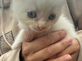 Kittens soon ready for their forever homes