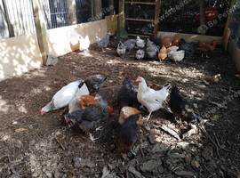 Point of Lay Chickens for sale