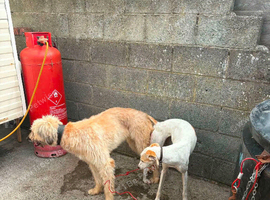 Saluki x lurcher reserve your pups now