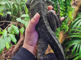Sailfin Dragon