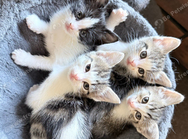 Kittens for adoption