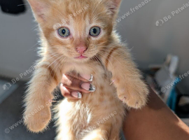Playful Kittens Ready for Loving Homes