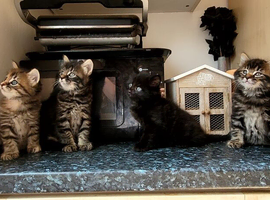 4 beautiful kittens for sale