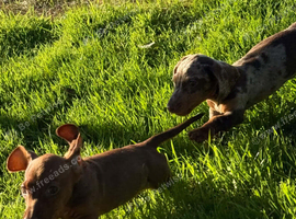 Dachshund male puppies
