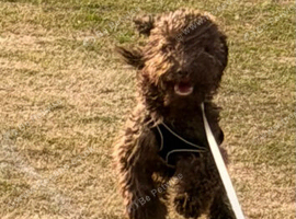 Lovely Minature Poodle Boy