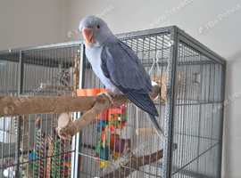Purple ringneck
