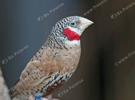 Cut throat finches males x4