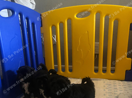 Shih tzu puppies. 8 weeks old