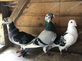 3 Jan Arden cocks