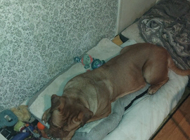 Lola