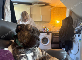 Male dog canecorso