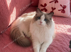 Stunning pure bred ragdoll