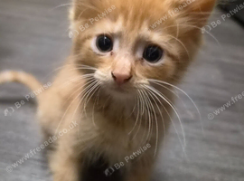 2x kittens