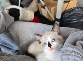 Gorgeous seal point kitten