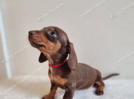 Beautiful Miniature Dachshund Puppies &ndash; Isabella & Chocolate & Tan