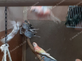 Diamond Dove Colony X 10